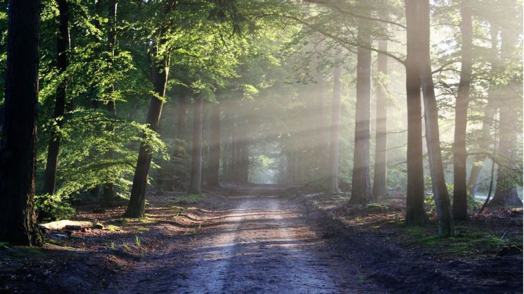 El gobierno destina 8 millones al ‘Plan Renove’ para el sector forestal de la región