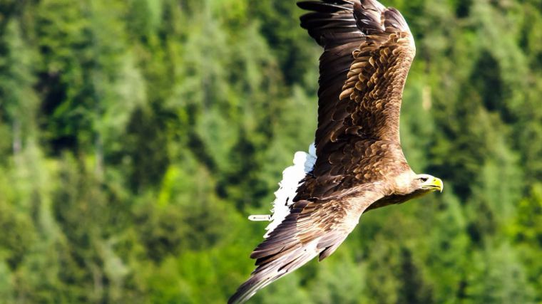 SANCIONES MILLONARIAS A IBERDROLA POR LA ELECTROCUCIÓN DE AVES