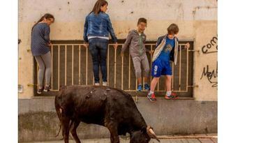 La plataforma “La Sagra Antitaurina” pide la prohibición de las escuelas taurinas 