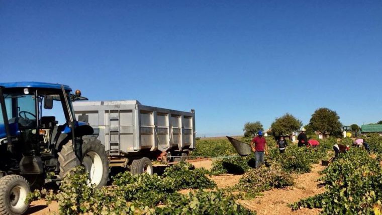 ASAJA CLM alerta a los agricultores para que no entreguen su uva sin los contratos cumplimentados y firmados