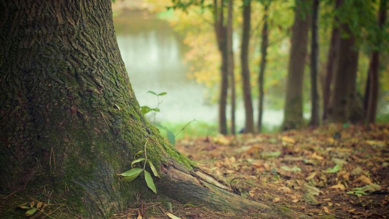 La universidad regional participará en una red española de selvicultura adaptativa al cambio climático