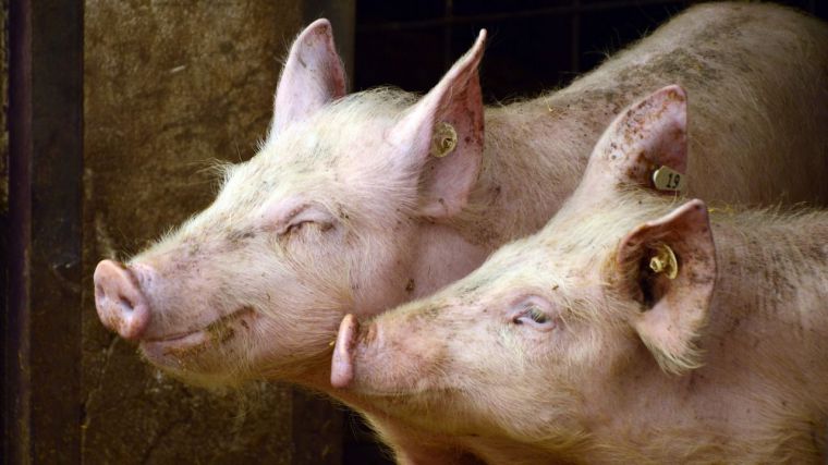 La peste porcina africana en China abre la puerta a mayores exportaciones de la industria agroalimentaria castellano-manchega