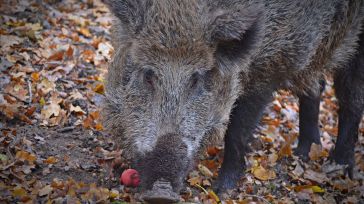 El Gobierno de Castilla-La Mancha confirma un caso de triquinosis por consumo de carne de jabalí proveniente de una cacería en Fontanosas