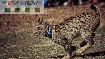 Las investigaciones conjuntas del Cuerpo de Agentes Medioambientales de CLM y el Seprona consiguen localizar al presunto culpable de la muerte de la hembra de lince abatida por un disparo