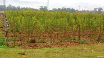 El gobierno de la Diputación de Toledo dona más de 33.000 plantas a ayuntamientos y entidades locales