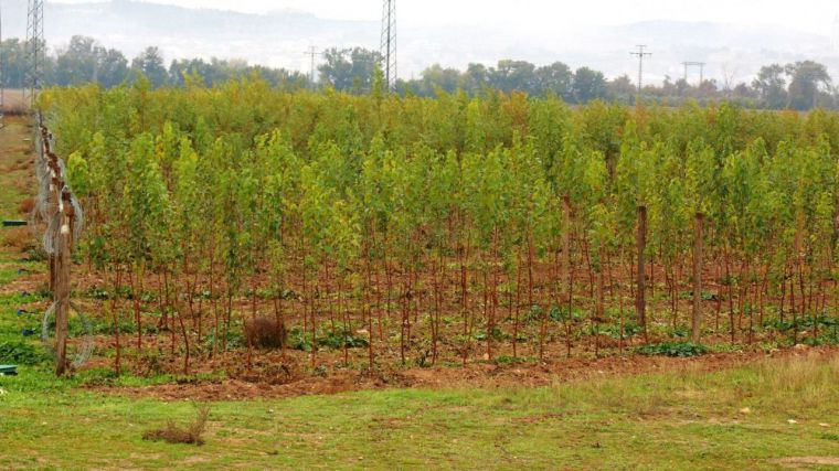 El gobierno de la Diputación de Toledo dona más de 33.000 plantas a ayuntamientos y entidades locales