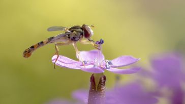 Un estudio ha detectado en el Jardín Botánico una docena de especies nuevas de insectos polinizadores para la provincia de Albacete