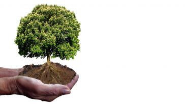 Crisnova plantará 1.300 árboles en Caudete para combatir la contaminación