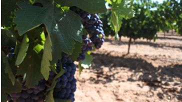Castilla-La Mancha amplía hasta el 31 de julio el plazo de solicitudes de certificación de la reestructuración del viñedo 