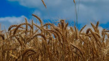 Castilla-La Mancha amplía en 400.000 euros el crédito de la convocatoria de seguros agrarios, alcanzándose ya los 5 millones de euros 