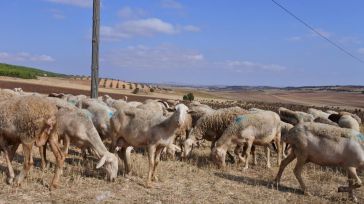 Castilla-La Mancha supera los 600 millones de euros de ayudas abonadas de la PAC, con la inyección hoy de más de cinco millones para vacuno de cebo