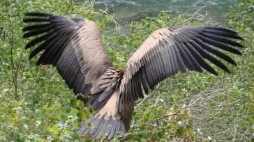 Investigadores del IREC avanzan en el uso de las aves rapaces como centinelas de la contaminación química en Europa