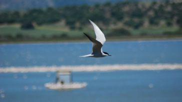 Investigadores del IREC advierten de los efectos negativos de los plaguicidas organoclorados sobre la salud reproductiva de las aves