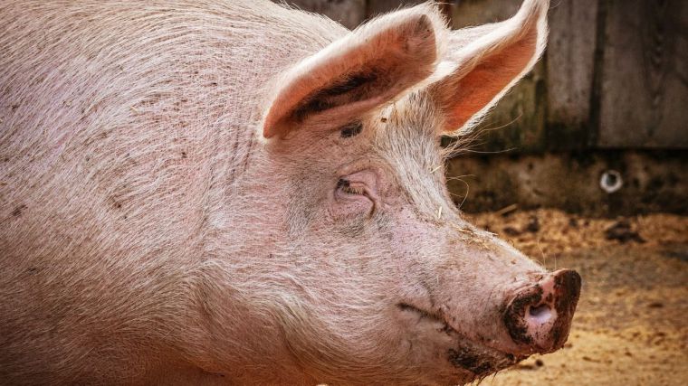 El IREC desarrolla un modelo epidemiológico para controlar la expansión de la enfermedad de Aujeszky en cerdos