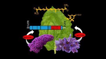 Investigadores de la UCLM producen los pigmentos del azafrán en la planta del tabaco mediante ingeniería genética
