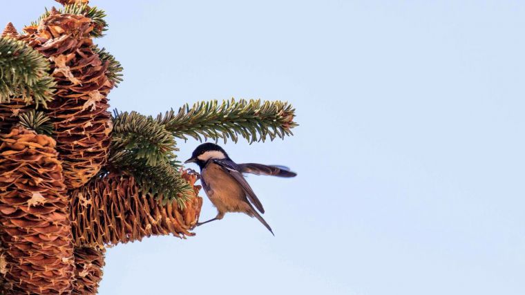 Nuevo proyecto del IREC para mejorar los sistema de vigilancia sanitaria sobre la fauna silvestre