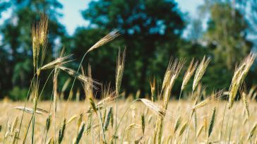 Castilla-La Mancha lidera el cultivo ecológico de cereales y legumbres en España