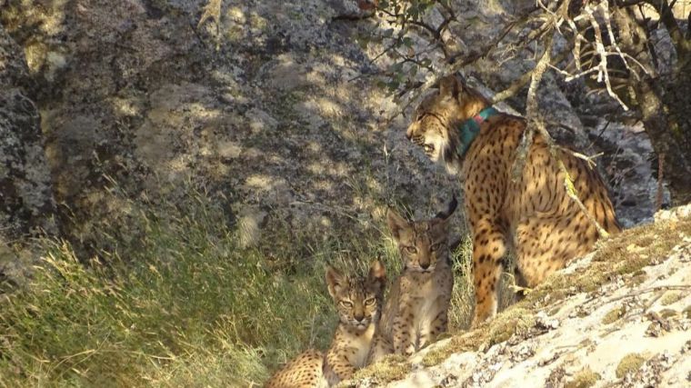 El Gobierno de Castilla-La Mancha notifica 29 camadas y el nacimiento de 90 cachorros de lince ibérico una vez finalizada la temporada de cría de este año 2020