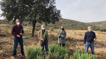Novartis se une a Reforesta para poner freno a la desertificación y dar oxígeno con 3.000 árboles a la Sierra de Valdehierro en Madridejos