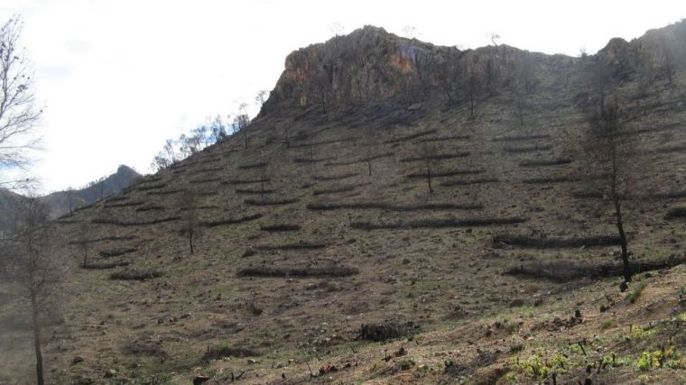 La aplicación de medidas de restauración inmediatas tras un incendio forestal disminuye su impacto ecológico