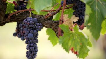 Castilla-La Mancha acapara el 48% del valor generado por la viticultura nacional