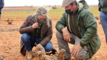 Merino (PP) denuncia el daño causado al campo por la superpoblación de conejos y critica la falta de actuación de Agricultura