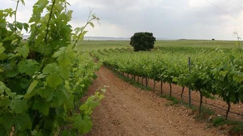 Castilla-La Mancha recibe más de 13,7 millones de euros para programas de desarrollo rural y agroalimentarios