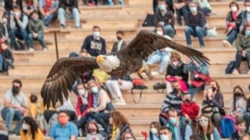 El programa 'Aquí la Tierra' emite este viernes un reportaje sobre las más de 200 aves que habitan Puy du Fou en Toledo