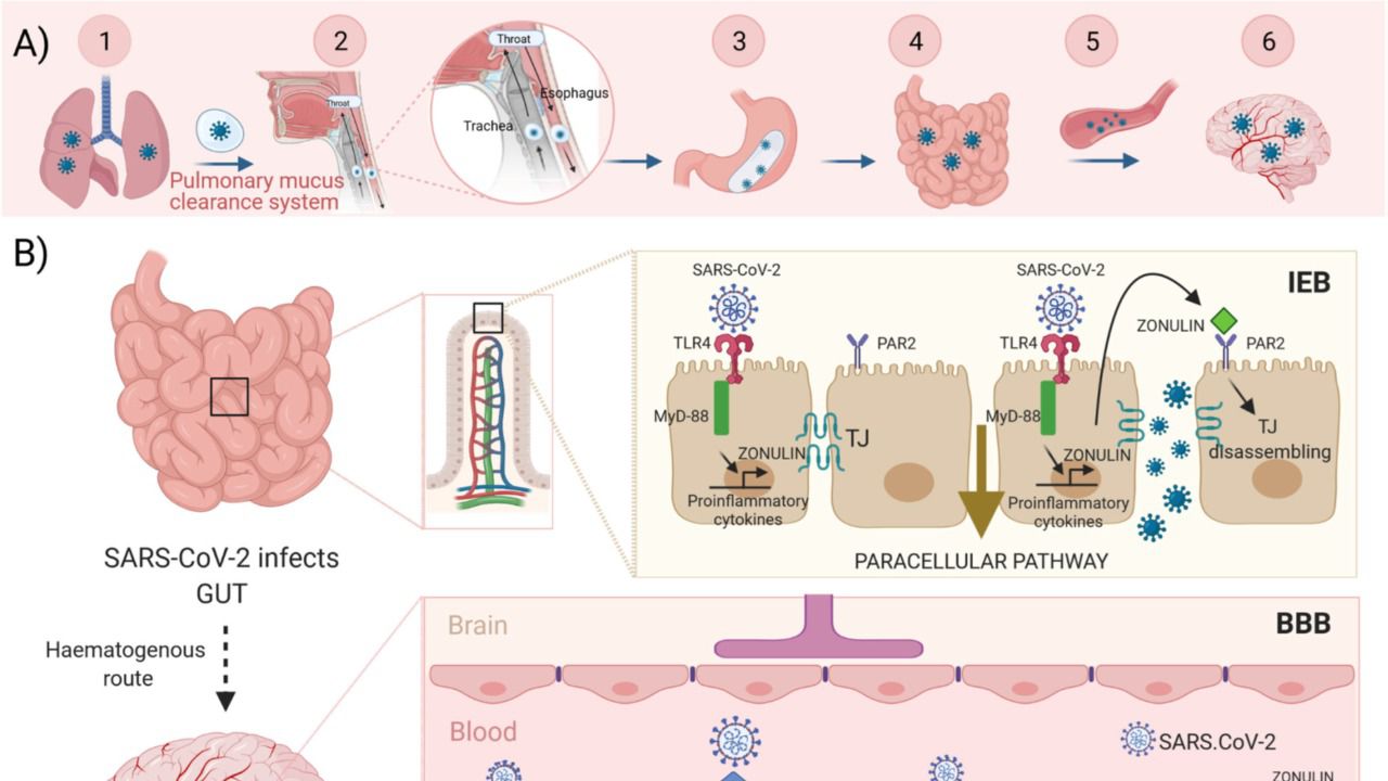 Un trabajo señala a la molécula zonulina como el mecanismo de contagio neurológico de la COVID-19, a través de los sistemas digestivo y respiratorio