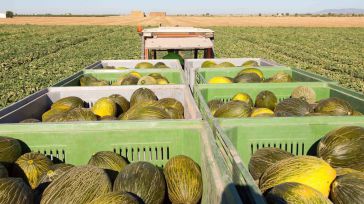 Mercadona firma con cuatro proveedores de CLM para obtener las 60.000 toneladas de melón piel de sapo que comercializará esta temporada