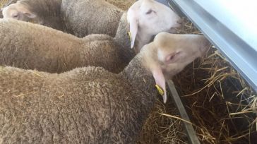 Ganaderos de Ciudad Real piden ayudas para sufragar el pienso de sus animales ante la falta de pastos por la sequía