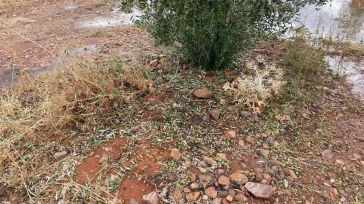La DANA ocasiona importantes daños en el olivar y en plantaciones hortícolas de la provincia de Toledo, según Asaja