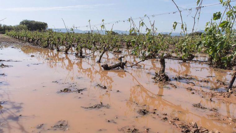 Castilla-La Mancha cifra en 45.000 las hectáreas de viñedo afectadas por las tormentas, 30.000 de ellas aseguradas