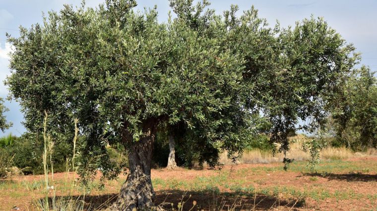 El olivar tradicional, el de mayor peso en CLM, en riesgo por su menor rentabilidad