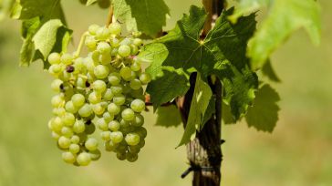 Asaja CLM alerta de "sospechas" de fraude en el sector vitivinícola y pide más control, sanciones y cierre de bodegas