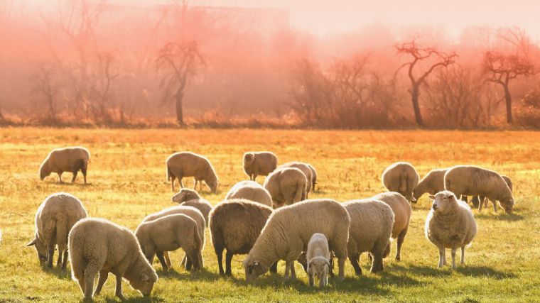 Agricultura gasta 7,3 millones para mantener a la región libre de brucelosis y erradicar enfermedades en animales