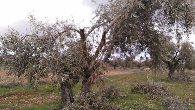 CLM amplía hasta el 31 de diciembre el periodo para pedir ayudas para el olivar afectado por 'Filomena'
