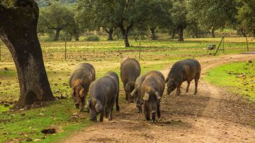 Un “Óscar” del porcino para una explotación de la Junta de Comunidades