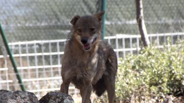 Las ayudas por ataque de lobo al ganado vacuno alcanzarán un máximo de 3.000 euros en la región