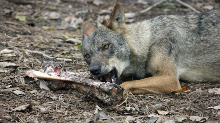 LA PROTECCIÓN DEL LOBO IBÉRICO ENCIENDE LA MECHA DE LOS GANADEROS