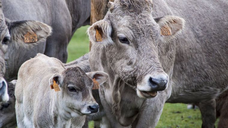 Los 198 ganaderos de vacuno de leche de la región tendrán ayudas de Junta en abril para compensar parte de sus pérdidas