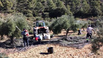 Caída del 15% de la producción, subida de costes y escasez de mano de obra marcan la campaña de la aceituna, según Asaja