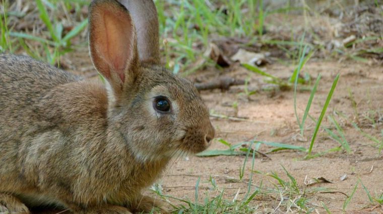 El Gobierno regional declara emergencia cinegética temporal por daños causados por los conejos en 279 municipios de Castilla-La Mancha