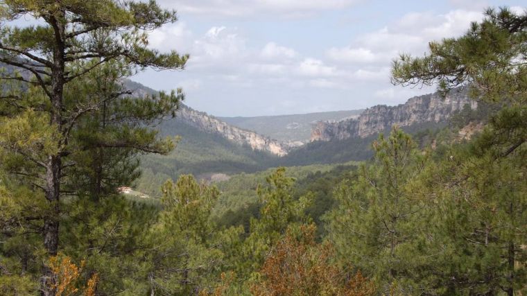 Page y los alcaldes de las capitales de CLM firman la 'Alianza de Servicios Ecosistémicos' para potenciar su masa forestal