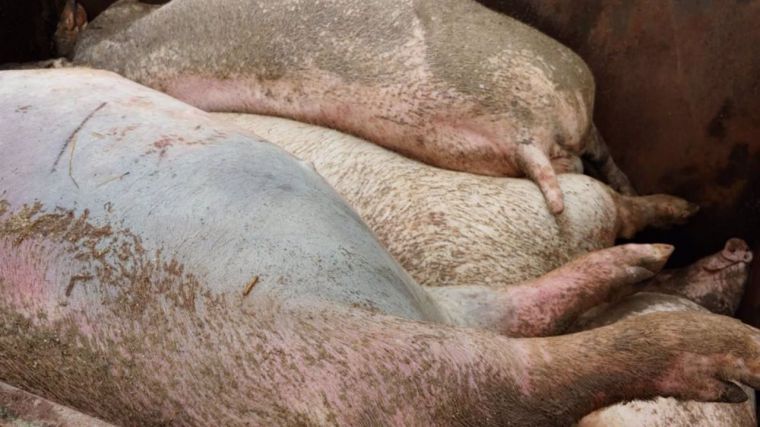 Las explotaciones porcinas de Toledo pierden animales diariamente por el canibalismo y la agresividad provocados por la escasez de pienso