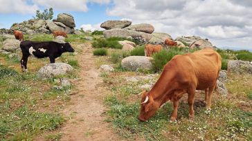 Asaja CLM pide a la Junta que complemente las ayudas europeas para apoyar al sector agropecuario ante el alza de precios