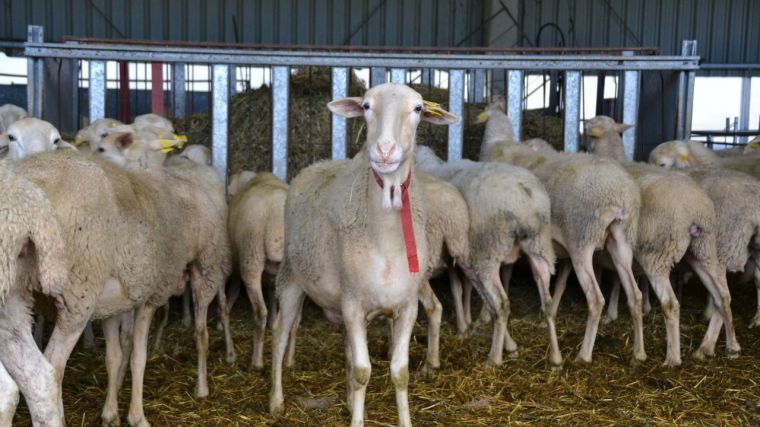UPA-CLM denuncia los bajos precios que ofrece la industria láctea a los ganaderos de ovino y caprino