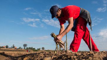 El espárrago verde de Guadalajara está ya "muy cerca" de conseguir su marca de calidad