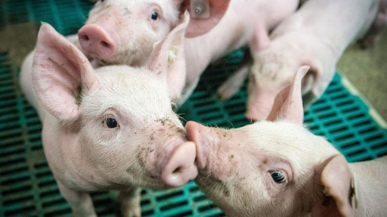 El sector porcino se anota una facturación récord de 18.500 millones