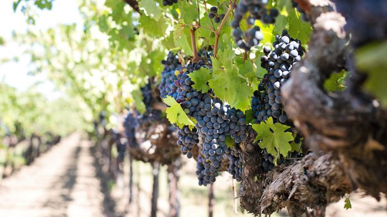 El Ministerio de Agricultura, Pesca y Alimentación concede autorización para plantar 508 nuevas hectáreas de viñedo en Castilla-La Mancha en 2022